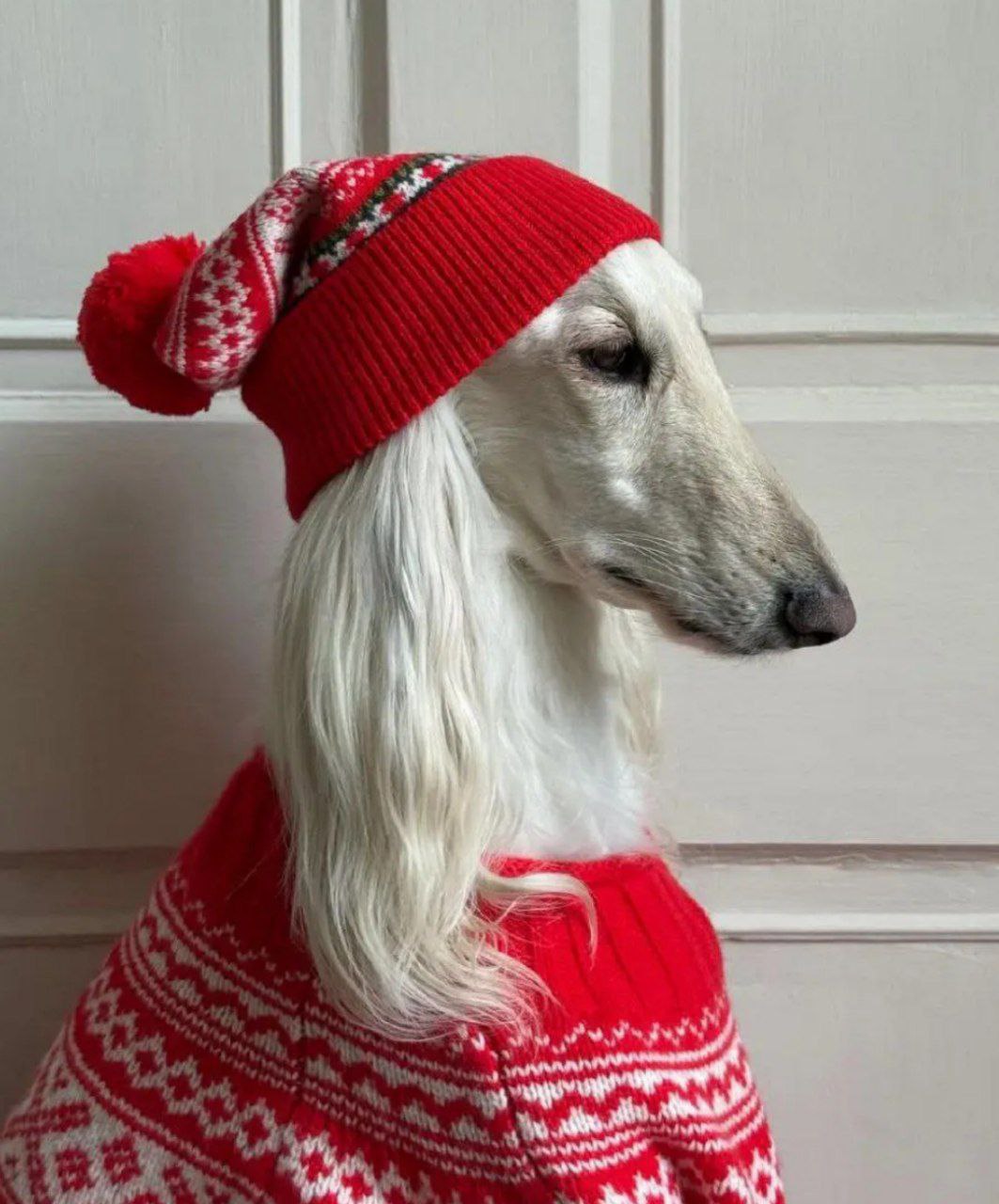 عکس سگ سامانتا اینفلوئنسر