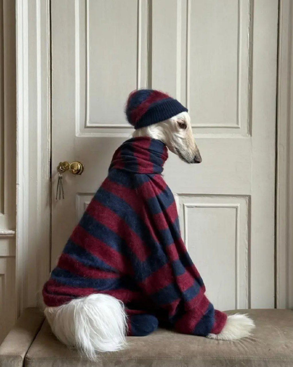 عکس جذاب سگ سامانتا 