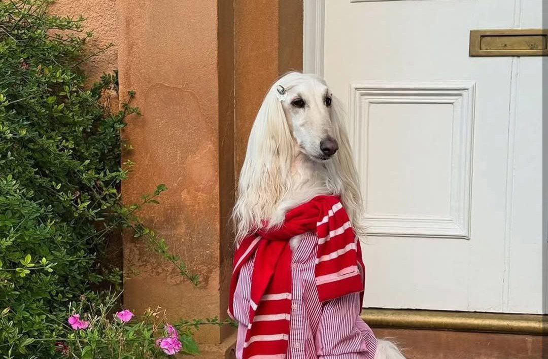 عکس سامانتا سگ