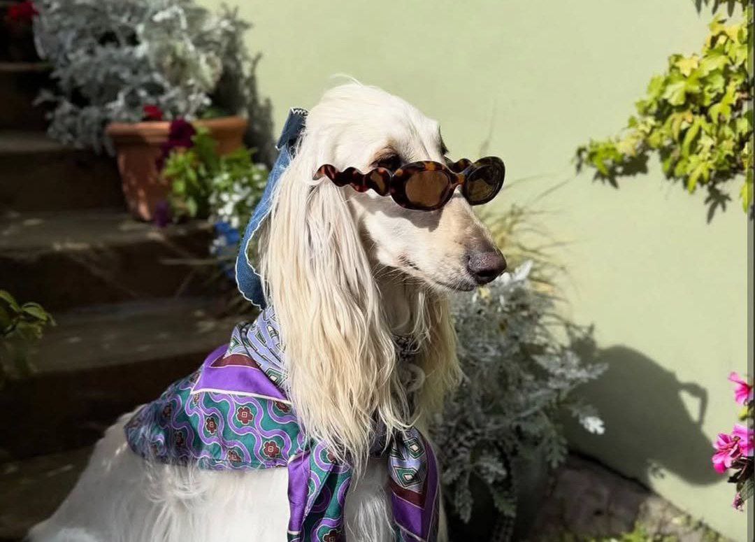 عکس سگ سامانتا 